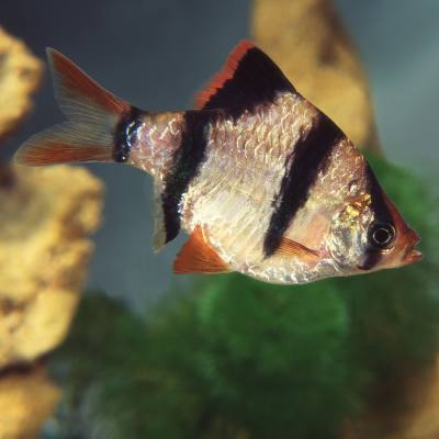 Fish spotlight - Tiger Barbs