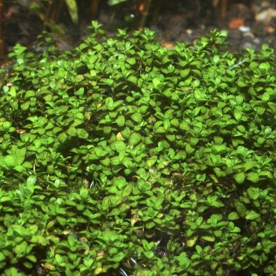 Plant spotlight - Glossostigma elatinoides