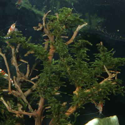 Plant spotlight - Java moss